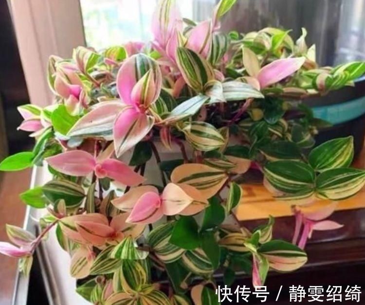 客厅|它是吊兰中的极品，姹紫嫣红、高端大气，养在客厅太上档次