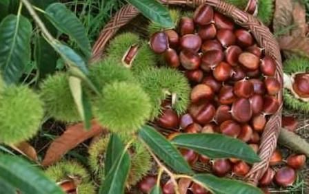 采集|盘点农村随处可见的8大美食，也许你只看到过它们菜盘上的样子！