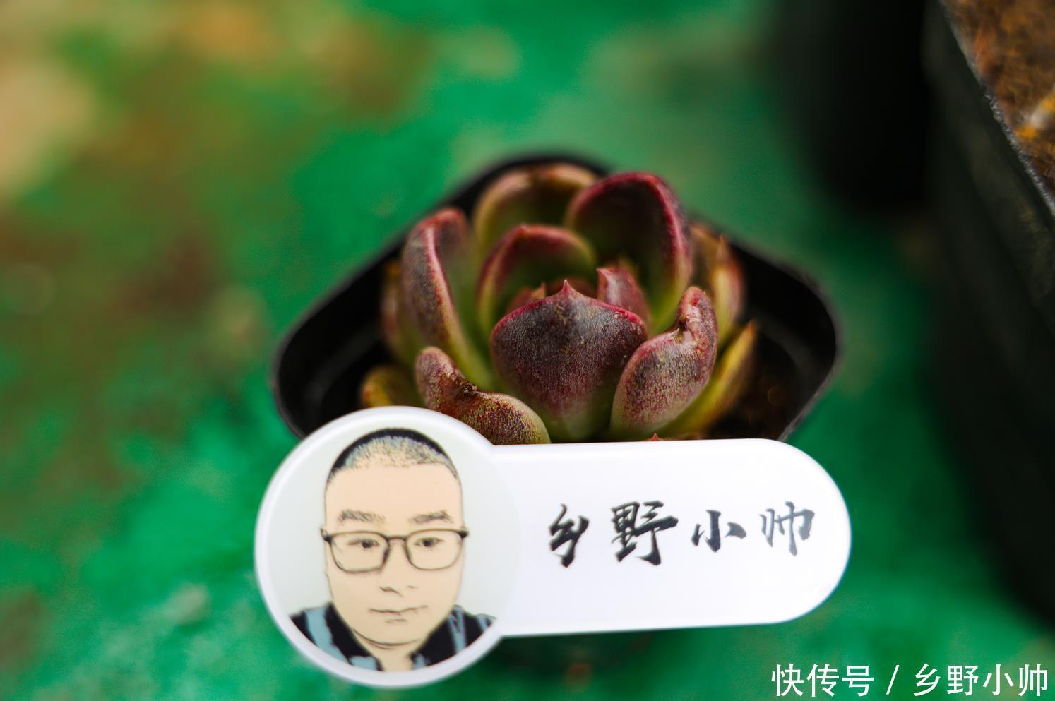 叶插|叶插出苗后夭折,让人心疼,小帅告诉你这样养护提高成功率