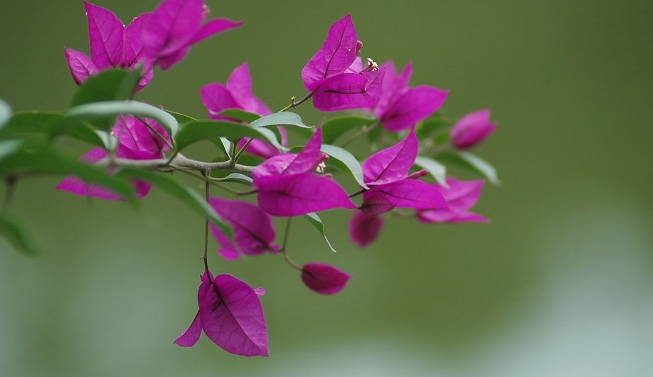 三角梅开花花量小注意这四点,呼呼冒花苞,简简单单爆满盆