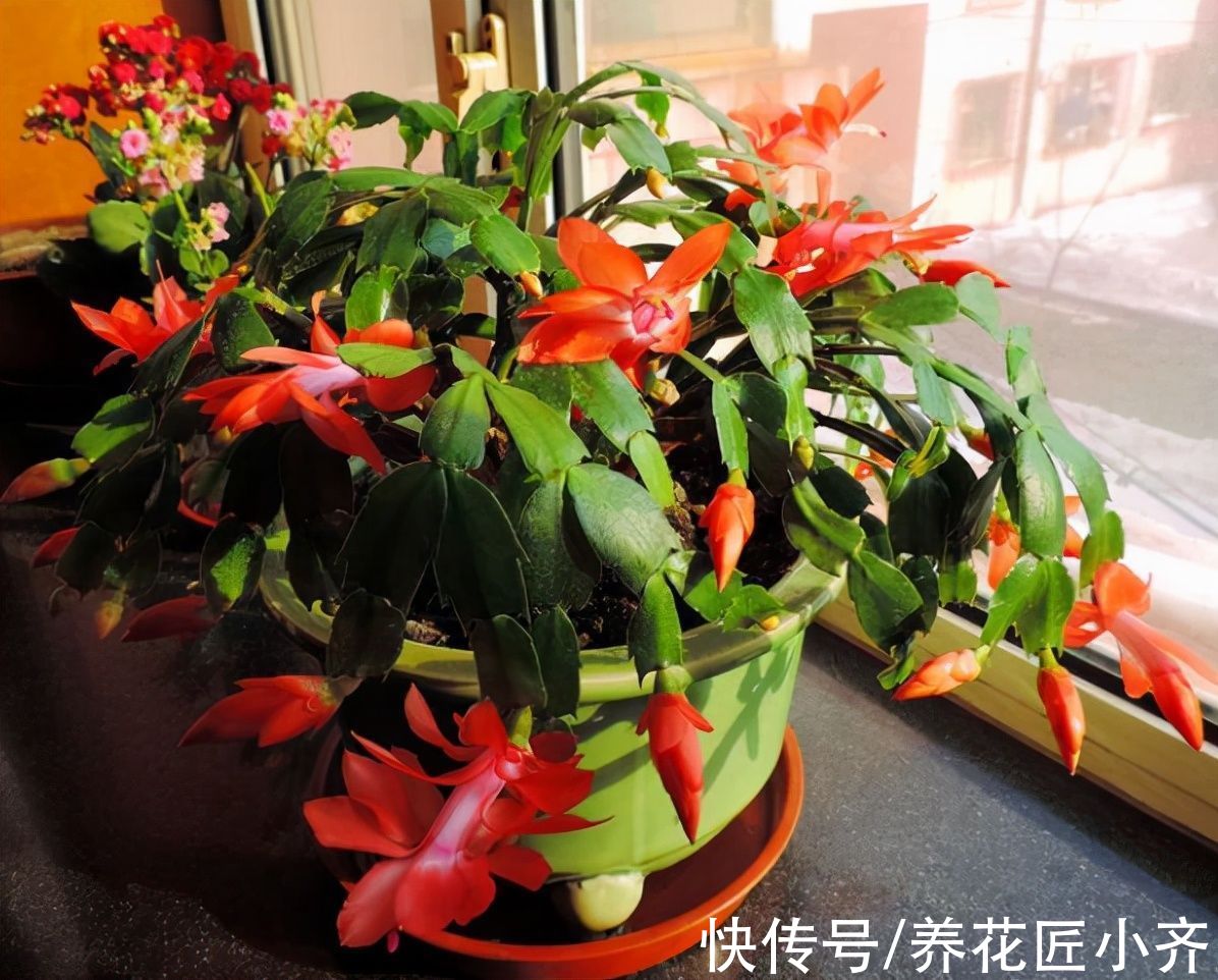 秋季|秋季养蟹爪兰做到“3不缺”，叶片肥厚繁茂，想开花只需调整2点