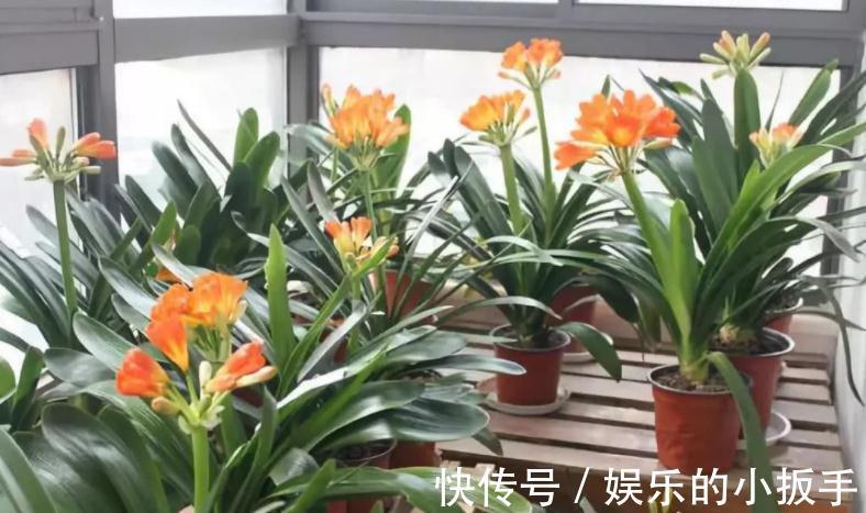 君子兰冬天不开花怎么办？打开1个小机关，盆栽当月就抽箭开花