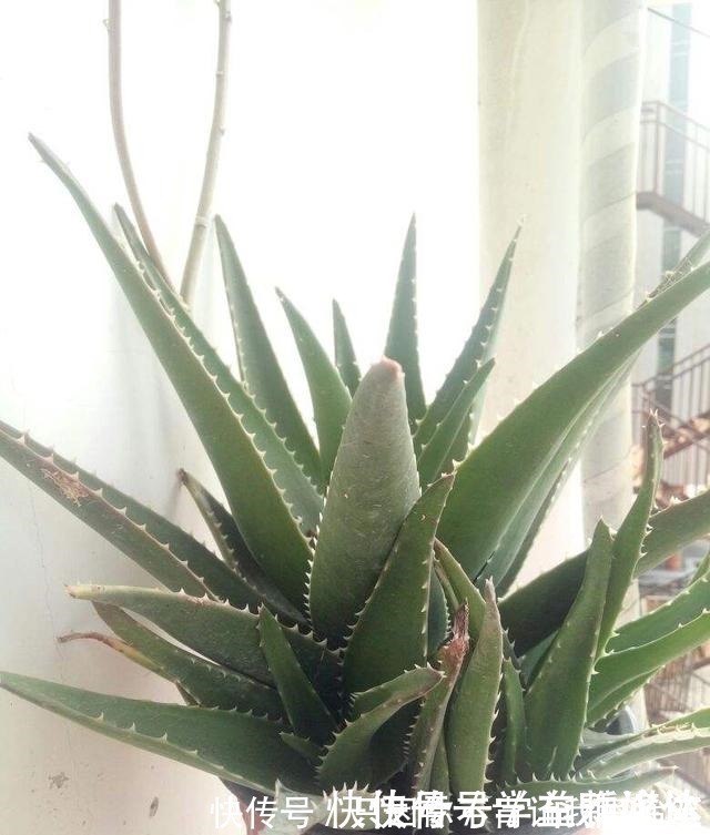 白掌|12种耐阴花,适合养在卫生间里,光不好也能呼呼长!