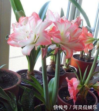 6种“懒人花”可真皮实，一个月不浇水，太阳越晒，开花越泼辣