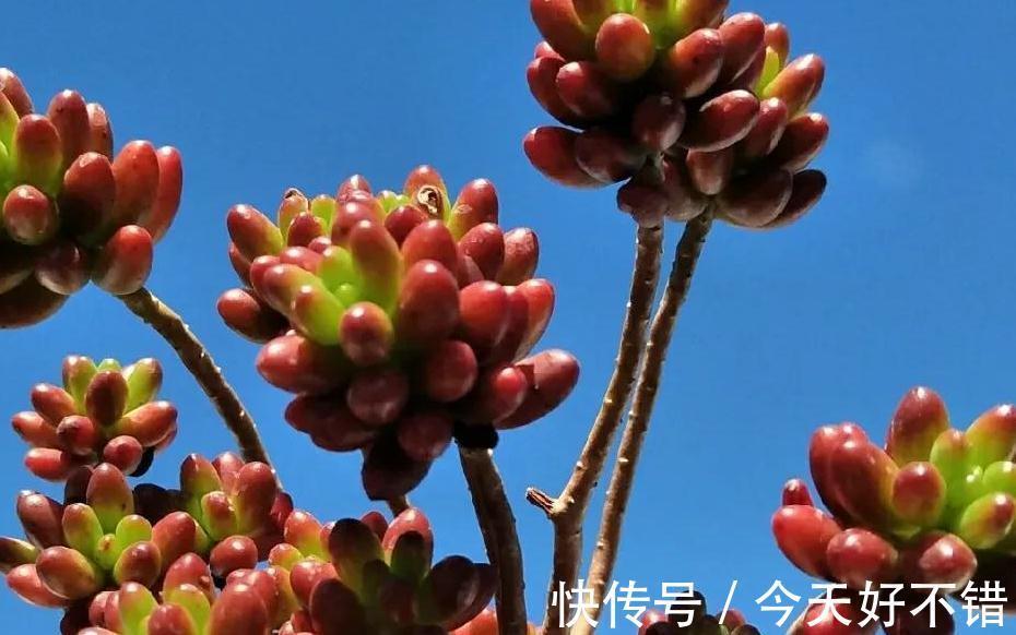 6种多肉养成老桩太漂亮了,养再多都不嫌够,适合新手养殖哦