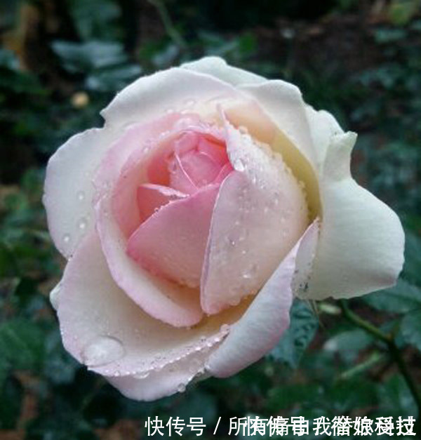 四季|3种花谁养谁喜欢,漂亮不输牡丹,可盆栽种植,四季开花