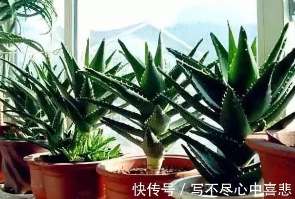陶冶性情盆栽这5款植物，观赏价值高，新手都能轻松养活