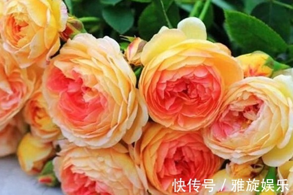 喜欢菊花,不如养盆“精品玫瑰”金辉,红边橙色,似少女裙沿镶边