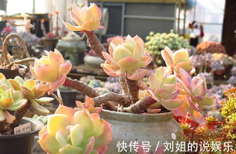 被拉入“黑名单”的3种多肉,矫情不好养,家里养了赶紧换品种