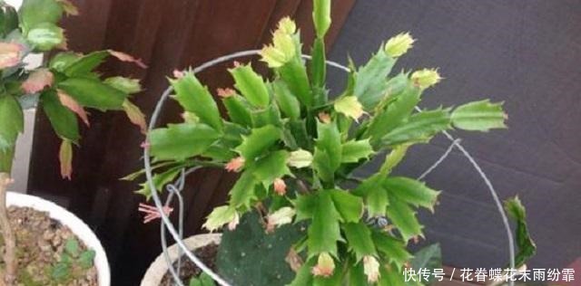 蟹爪兰长得慢不开花,1种“营养水”能派上大用场,浇完长势变旺