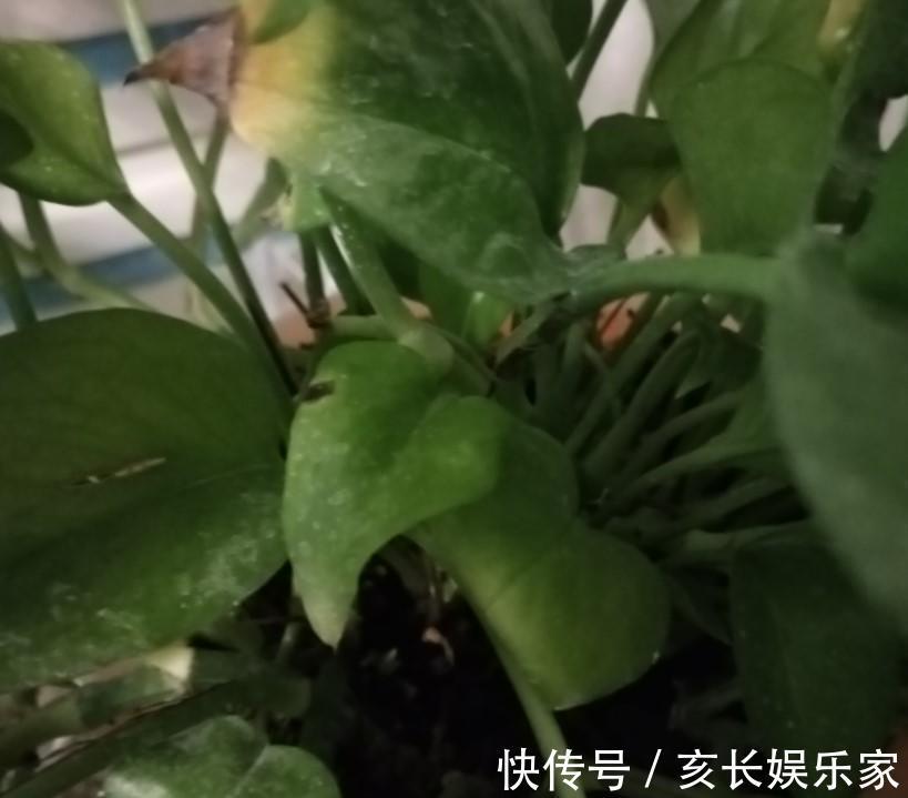 绿萝怎么了叶子出现烂边,处理的及时了叶子锃亮锃亮的!