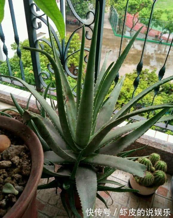 空气|12种“健康花”,家里没太阳,照样长爆盆,贵气漂亮,旺家又养人