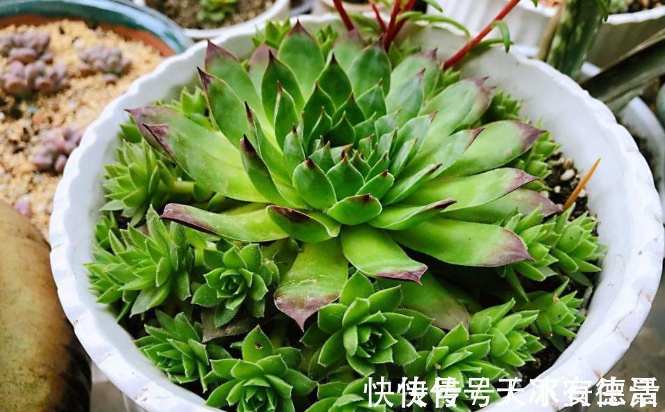 外行人|盆栽此款多肉,打理好这些,茎叶长得像莲花,一年四季都在开