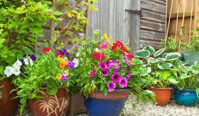 些人喜|养花人都有的5大通病,占到3条,你已经是一个资深花迷了