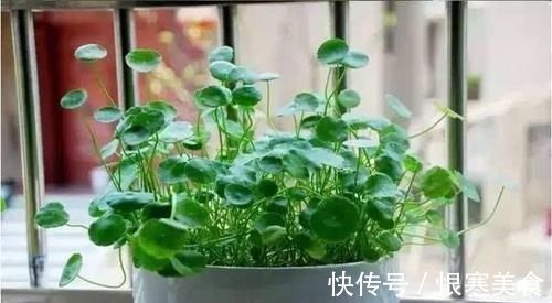 盆栽|吃剩的苹果皮不要扔，简单处理一下做花肥，养啥都旺盛！