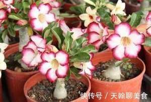 果皮|养花用果皮,直接扔盆里,7天长新芽,不怕养不活