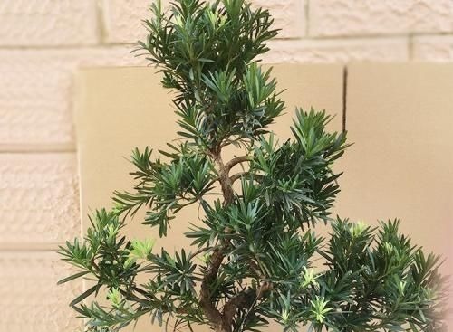 阳台再小,也要养3种花,小盆就能养,盆小水少长得快!