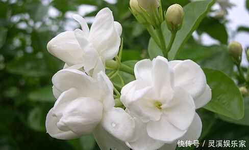 爆盆|春养茉莉花，大爷有“诀窍”，分分钟轻松“爆盆”，花开上百朵