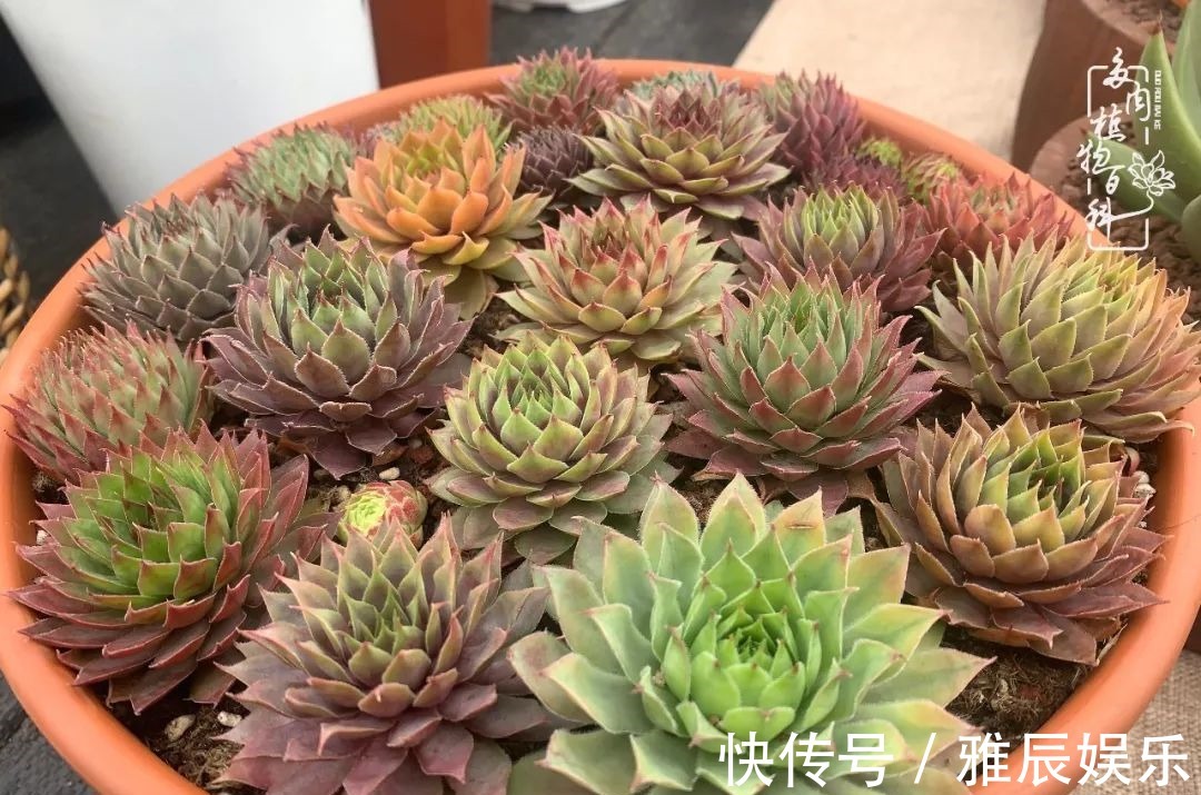 框子|这多肉拼盘这么仙!如何制作达人手把手教你制作长生草拼盘!