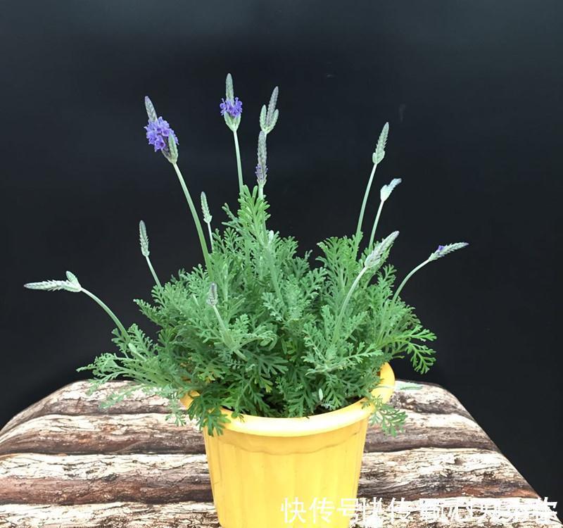 盆栽|4种“杀菌花”,冬天养几盆,清香漂亮,空气清新,家里人少生病