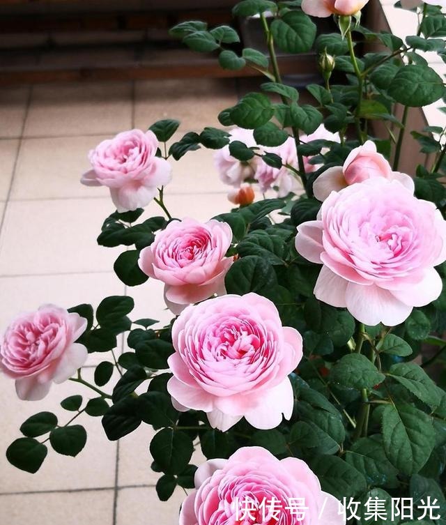 5月养月季,“一剪二施三喷”,月季积累“能量”,持续开爆花!