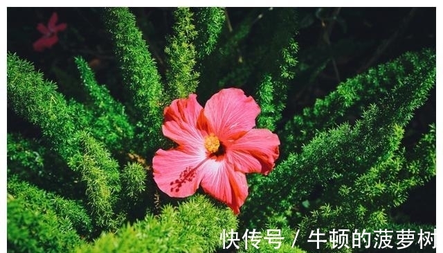 生肖狗|下周，红鸾星动桃花盛开，爱情甜蜜的4大生肖，余生幸福