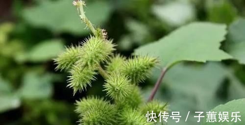 除痔|痔疮最怕这几样食物,每天吃两口,消炎除痔,比“塞药”管用