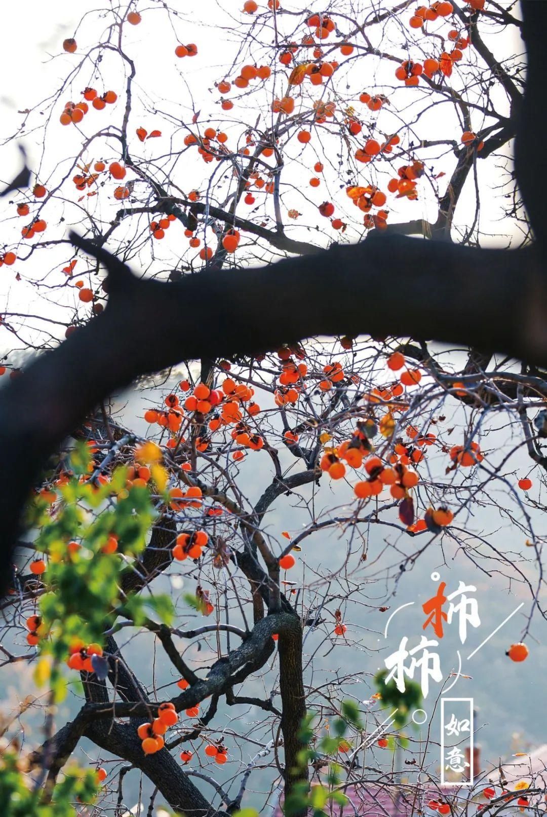 特写|图片特写｜年年岁岁，“柿柿”如意