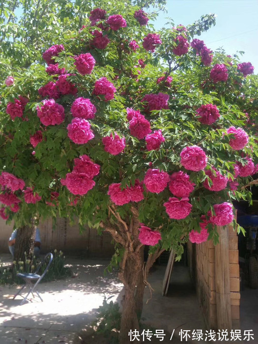 十大旺财花越老越值钱，建议养一盆，越养越富贵