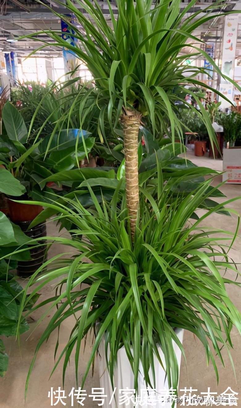 土壤|“它”真是个寿星老、养护得当、活上几十年那是小意思