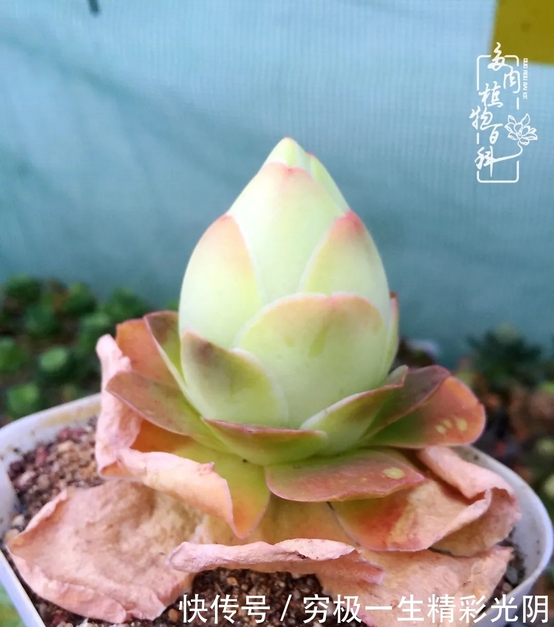 山地玫瑰的那些事儿关于养护过程中遇到的灵魂18问