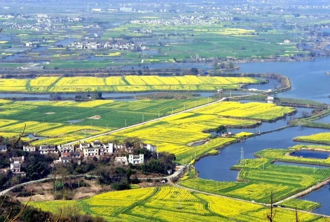 金色|三山响水涧的金色花海来了！