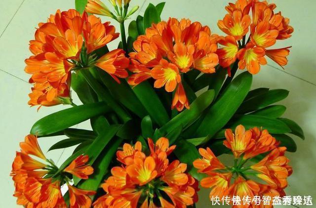 君子兰花不旺,浇点这“汁液”,比施肥更管用,一盆能开四五朵