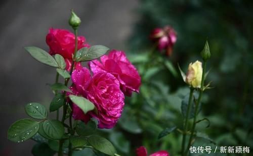 施肥|一年中什么时候最适合给月季施肥呢?