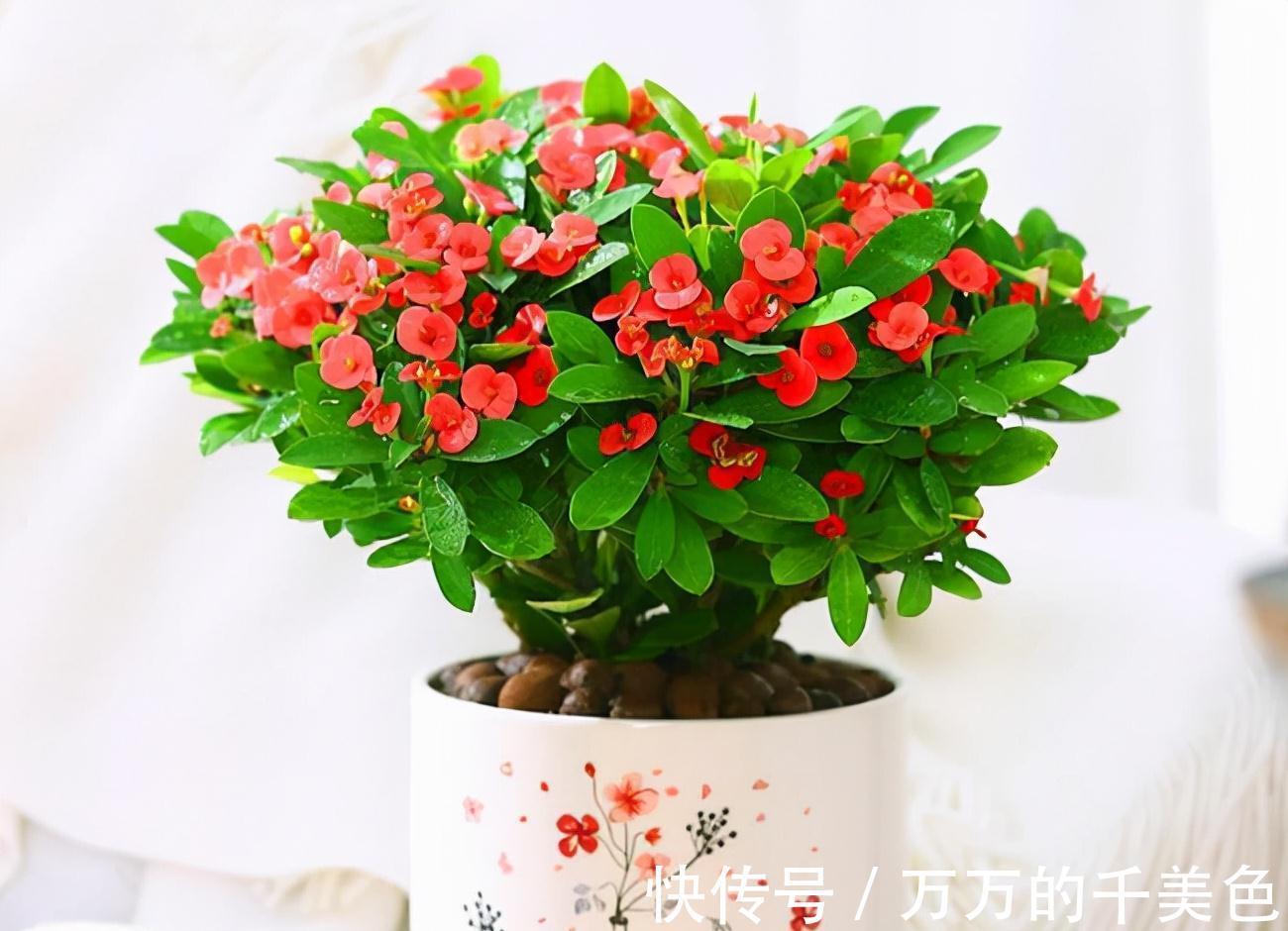 容易因多浇水而死的“10种花”,想要养好,管住手,少浇水