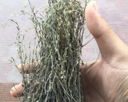 山里一种小草，平时被牛吃掉了，如今卖到1克6元，城里拿来煮汤