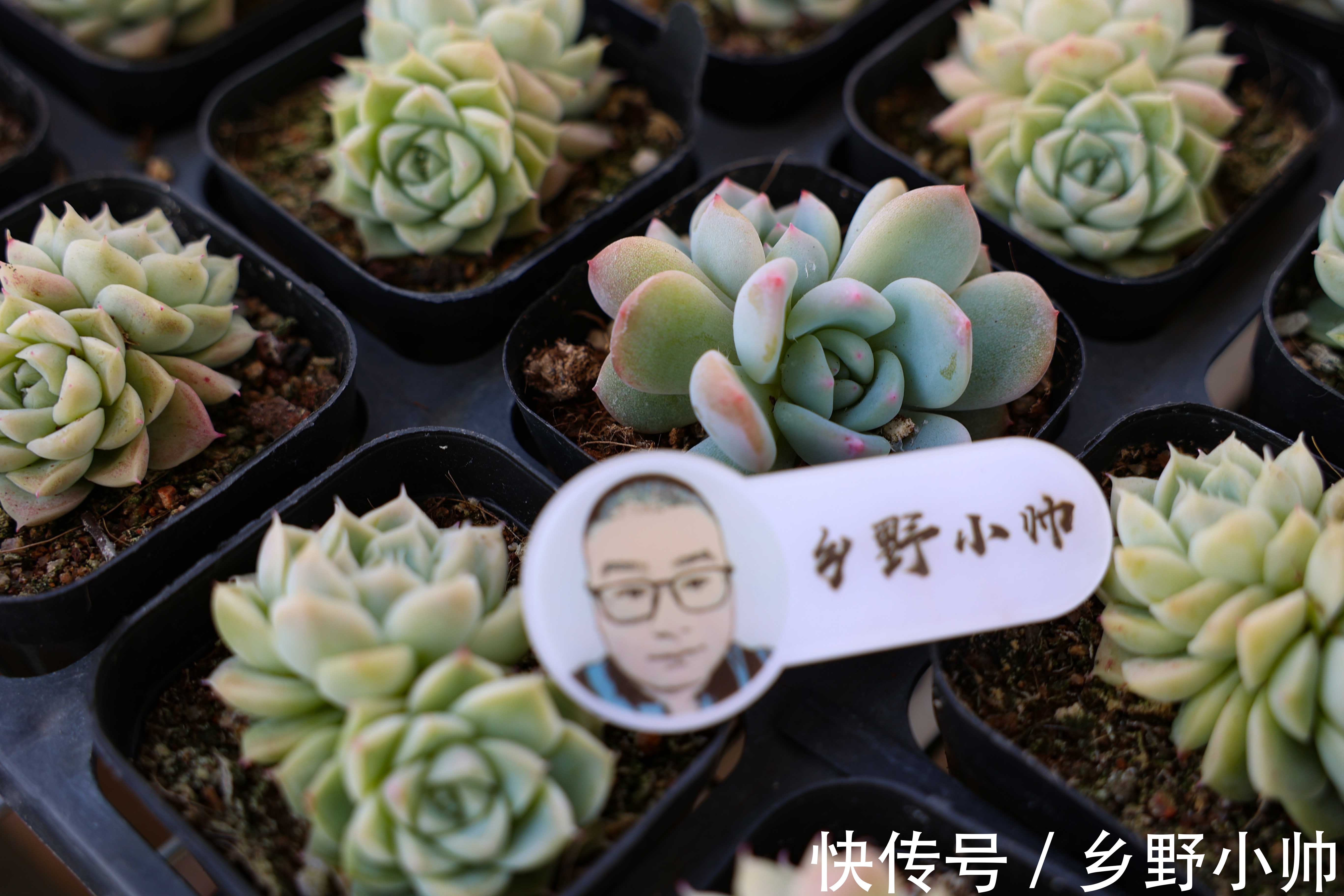 蓝龙多肉是吉娃娃和乌木的杂交?学会正确养护方法,四季都很美