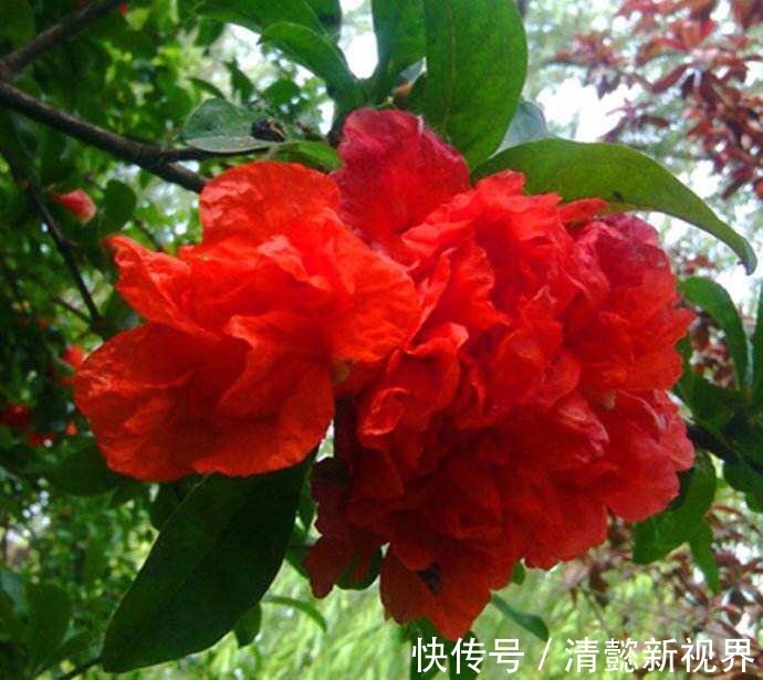 观叶观|此花养家里，年年都开花，红红火火好运来，比绿萝好看10倍