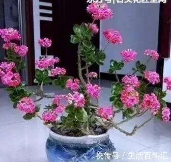 2种“便宜花”，用1招养成“老桩”，美死了，给“1万”都不卖