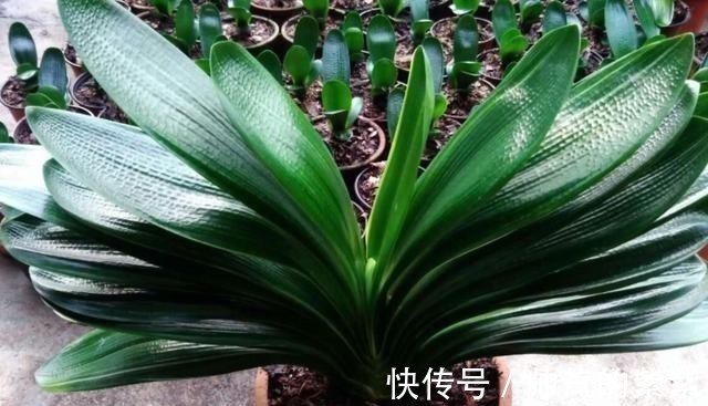 侧芽|发现君子兰“鼓大包”，一定要重视，原因有3个，其中两个是惊喜