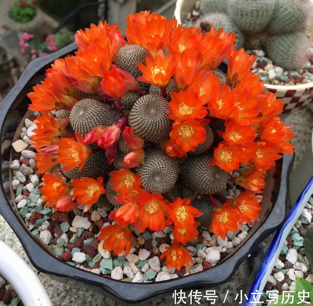 天冷了,15种漂亮花喜欢“大太阳”,多晒长得壮,花更多