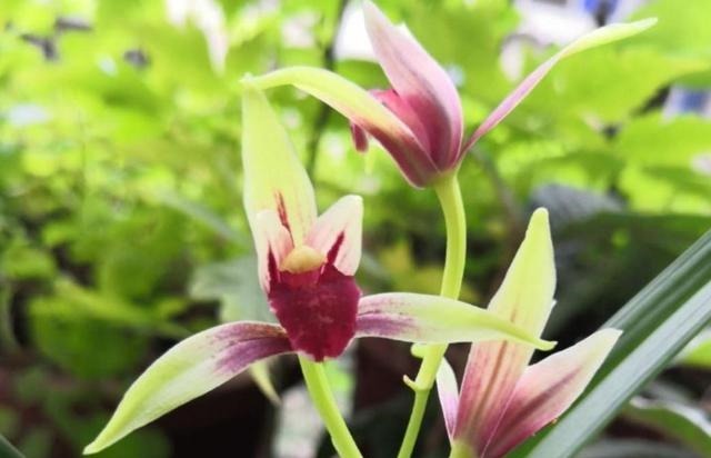 新手养兰花,注意“三细节”,花姿优雅,一年能花开四五次