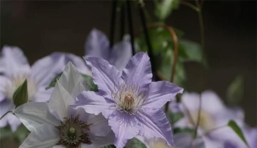 3种花太漂亮了，四季都开花，漂亮又芳香，可阳台盆栽，很受欢迎