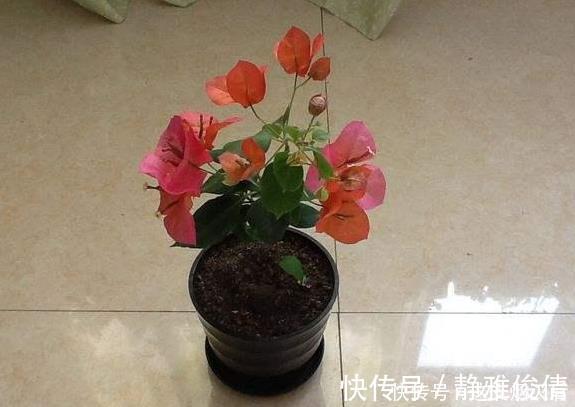 现在扦插此4种花,一周就长芽生根,一棵变多棵,成养花大户了