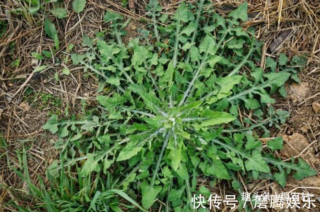 蛇莓|小时候常见又叫不上名的植物,终于知道叫啥了,太全了