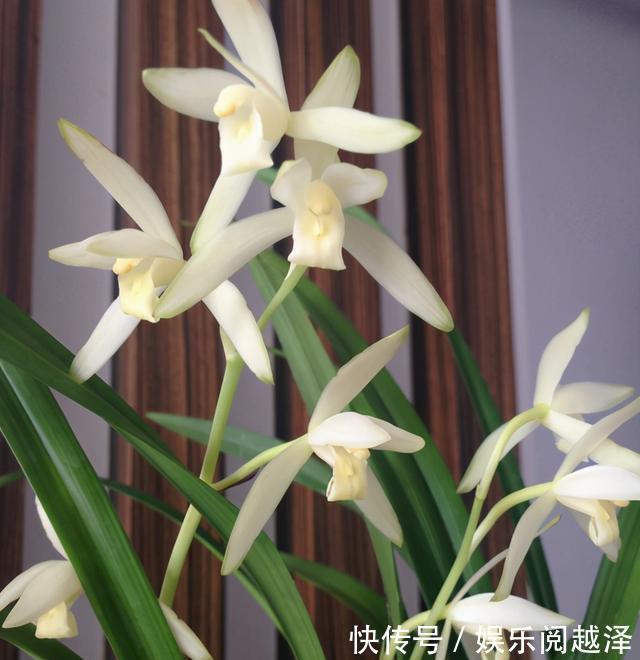 名花|四季兰名花——青山玉泉,花色纯净,兰香清新,适合新手养