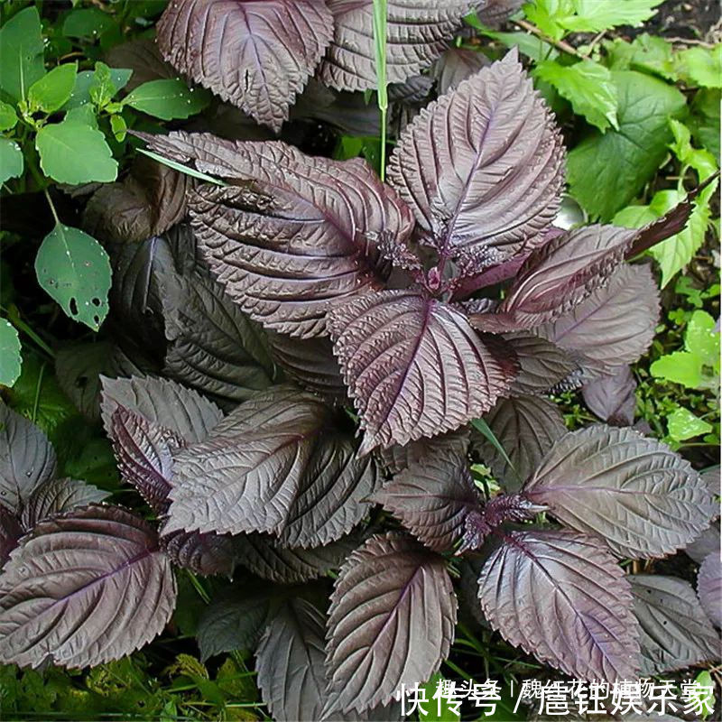 春天|人养花 花也养人 4种花不仅长得漂亮,掐下叶子就是一盘菜!