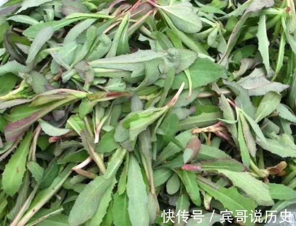 曲麻菜|北方常见的野菜曲麻菜,开春后吃最好,叶子最嫩,食疗功效最佳