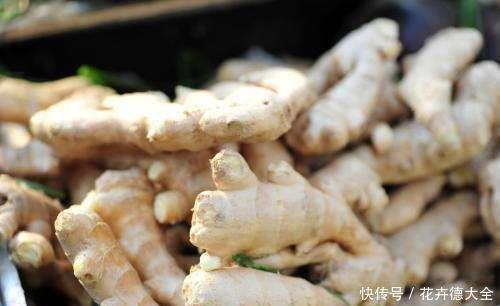 发芽|生姜如何保存才不发芽不干瘪?教你3招,放几个月都还新鲜,实用