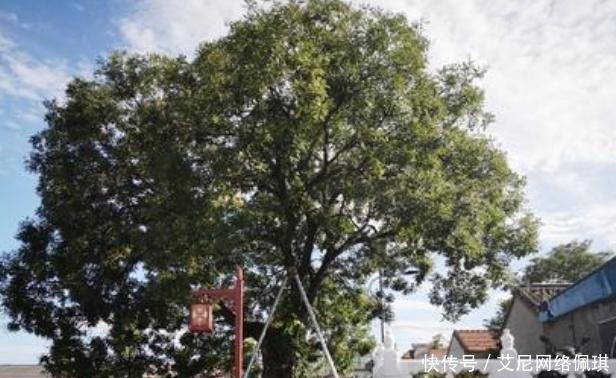 专盗|满清灭亡后王爷贝勒都干啥去了?化身盗墓贼专盗老祖宗的墓